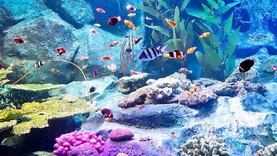 Pattaya: Underwater World Pattaya Aquarium Admission Ticket - How long you’ll need: turning 1 day into the right pace
