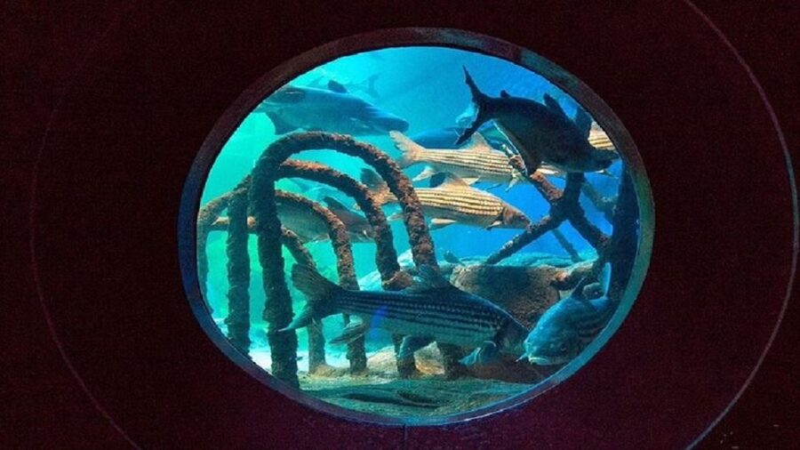 Pattaya: Underwater World Pattaya Aquarium Admission Ticket - Price and value: is $8 per person actually a good deal?
