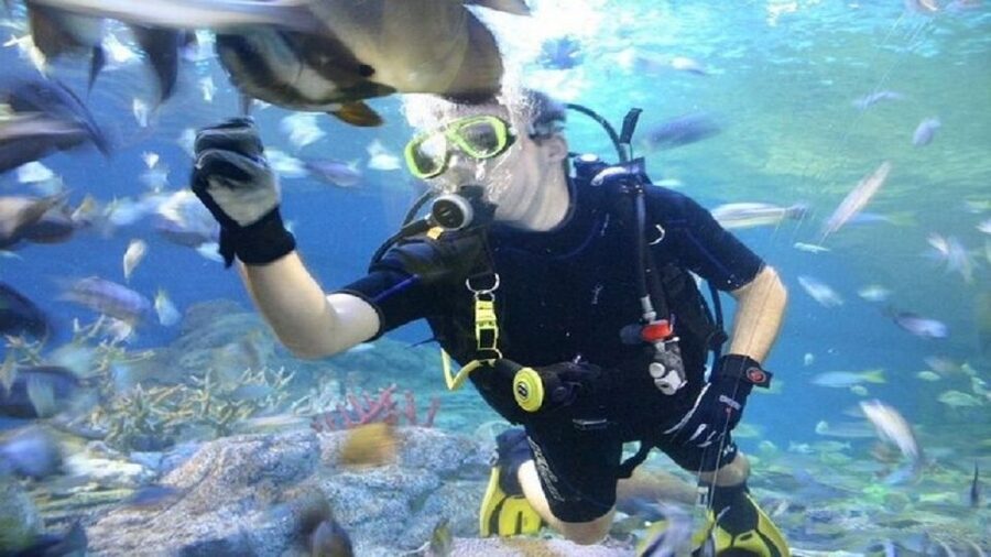 Pattaya: Underwater World Pattaya Aquarium Admission Ticket - Who this aquarium is best for (and who might want a different plan)