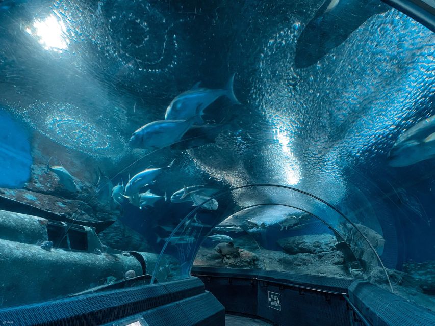Pattaya: Underwater World Pattaya Aquarium Admission Ticket - The 105-meter acrylic tunnel: the main attraction worth planning around
