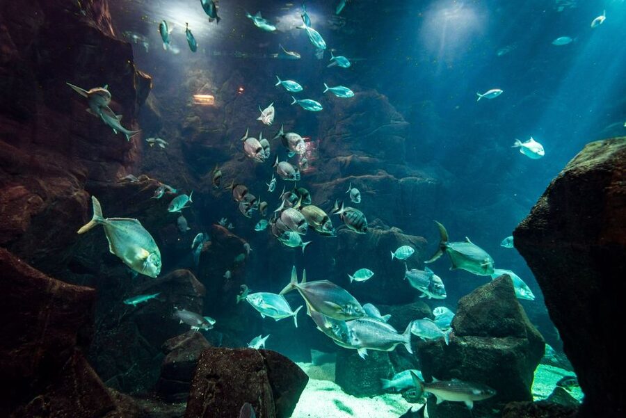 Porto Moniz: Diving with Sharks and Rays in Madeira Aquarium - Key highlights you should care about