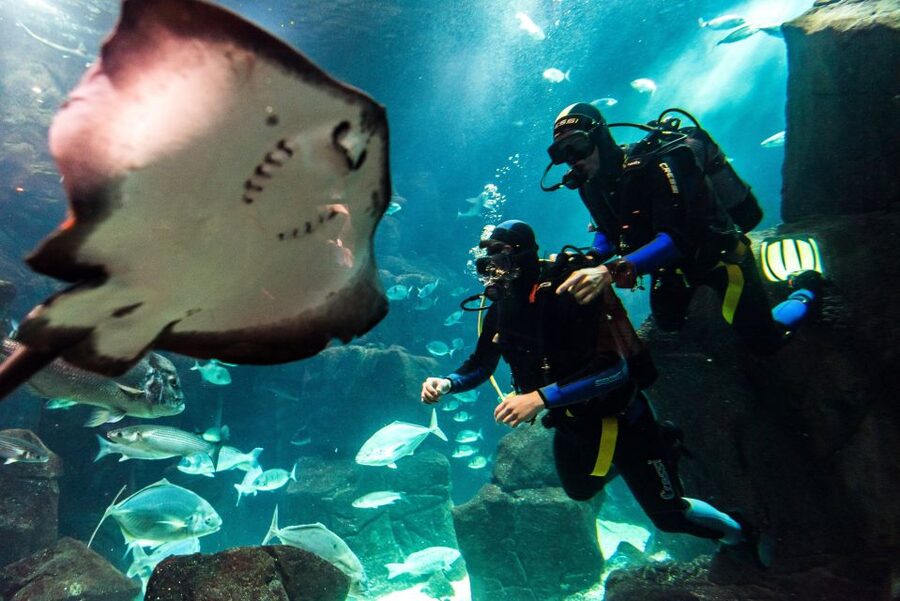 Porto Moniz: Diving with Sharks and Rays in Madeira Aquarium - Aquário da Madeira in Porto Moniz: a tank-based encounter with real gravity