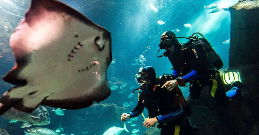 Porto Moniz: Diving with Sharks and Rays in Madeira Aquarium - Warm-up in the natural pools: your confidence starts before the tank