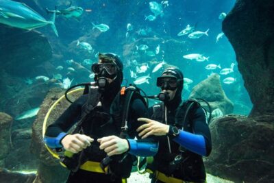 Porto Moniz: Diving with Sharks and Rays in Madeira Aquarium - The real flow of the 3 hours: tour, pool practice, technical zone time, then the main tank