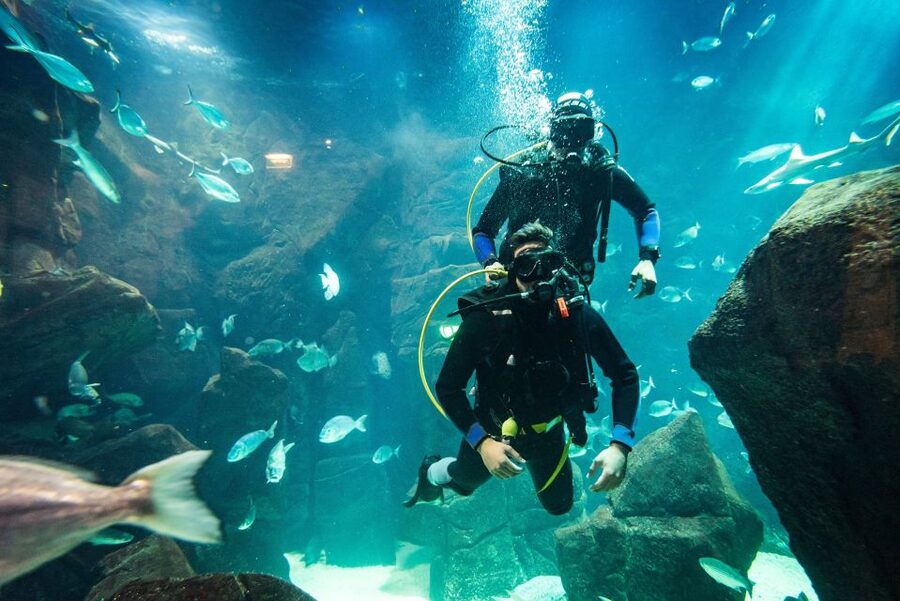 Porto Moniz: Diving with Sharks and Rays in Madeira Aquarium - Should you book Porto Moniz shark-and-ray scuba at Aquário da Madeira?