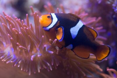 Premium Ticket Sea Life Benalmádena - Marina GOLD PASS: The Extra Value You Get at Puerto Marina