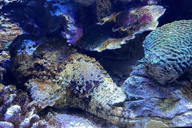 Private Hamad Port Tour in Mesaieed |Aquarium |Maritime Museum - Touch Tank and mangrove learning with starfish