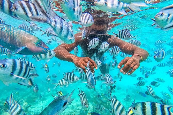 Private Mnemba Island and Turtle Aquarium Tour - How the day flows: Mnemba Island first, then Nungwi turtles