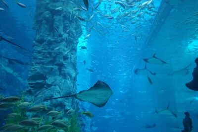 Private Tour to Lotte Tower, Aquarium and Lotte world Theme park - Lotte World Adventure Park: rides, indoor fun, and a break from Seoul walking