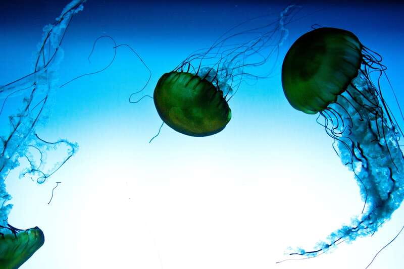 Quebec: Aquarium du Quebec Entry Ticket - Key things that make Aquarium du Québec worth your time