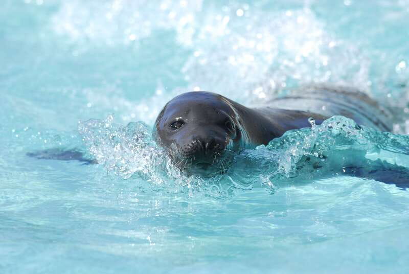 Quebec: Aquarium du Quebec Entry Ticket - Animal talks and “meetings with the animals” that keep the day moving