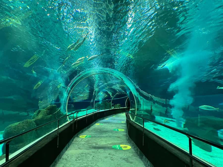 Rio de Janeiro: Marine Aquarium Entry Tickets - AquaRio’s scale: 26,000 m² and 4.5 million liters of water