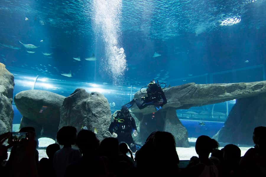 Rio de Janeiro: Marine Aquarium Entry Tickets - Price and value: what $34 gets you (and why it feels fair)