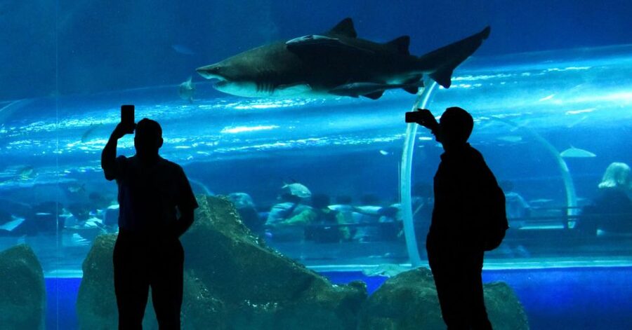 Rio de Janeiro: Marine Aquarium Entry Tickets - FAQ