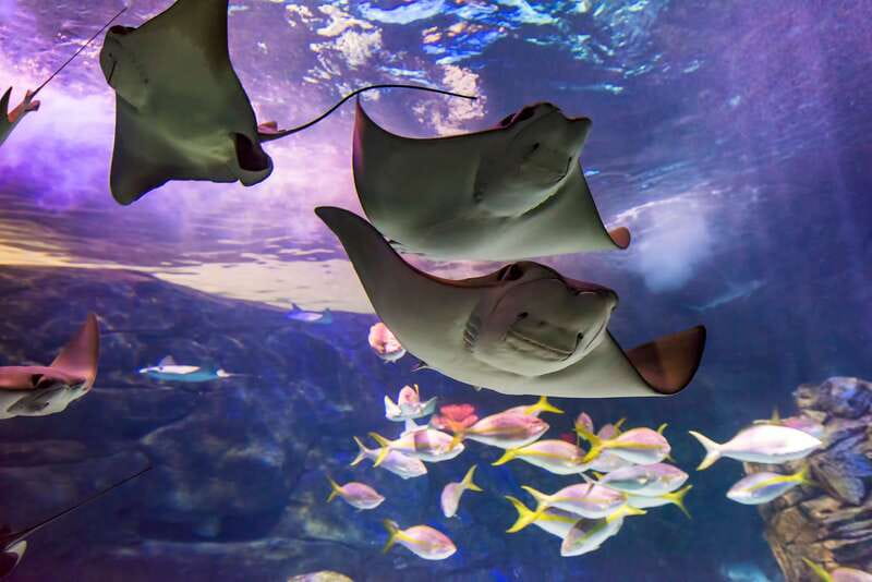 Ripley's Aquarium: Sharks After Dark Entry (After 5PM) - Key takeaways for Sharks After Dark tickets
