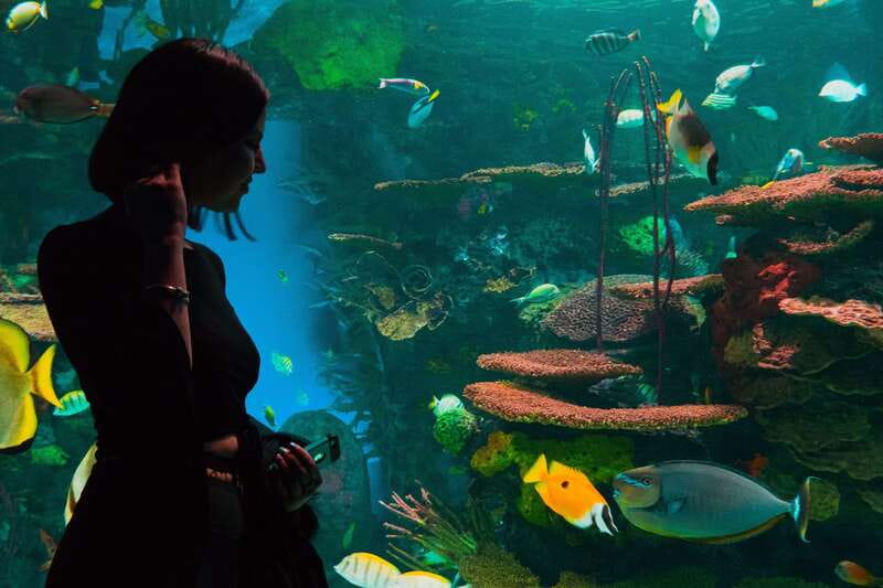 Ripley's Aquarium: Sharks After Dark Entry (After 5PM) - Should you book Sharks After Dark?