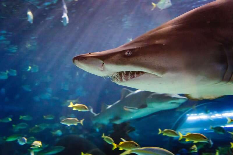 Ripley's Aquarium: Sharks After Dark Entry (After 5PM) - The 9 galleries and 20,000 animals: how to see it without missing the point