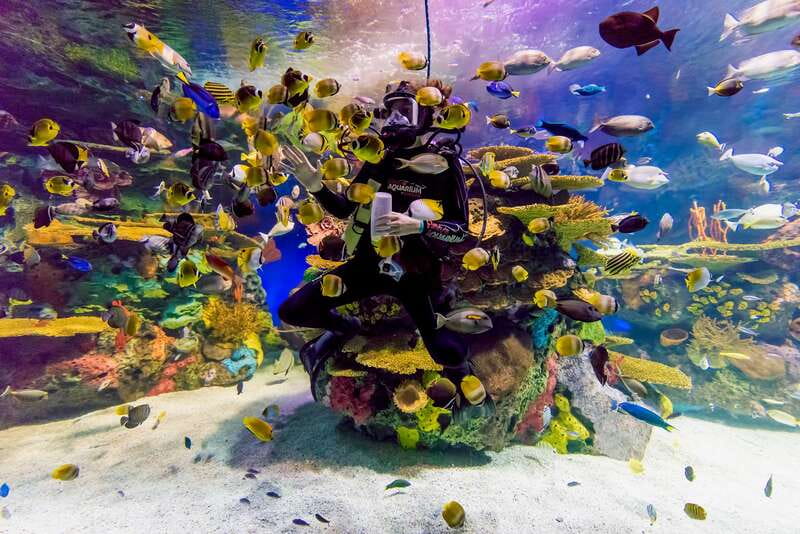 Ripley's Aquarium: Sharks After Dark Entry (After 5PM) - Price, timing, and value at $33 per person (and what to watch for)