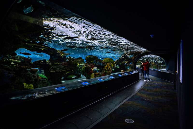 Ripley's Aquarium: Sharks After Dark Entry (After 5PM) - Who should book this and who might prefer daytime