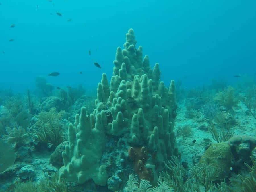 San Andres: Transfer by Boat + Natural Aquarium - The boat ride setup: glass-bottom views before you snorkel