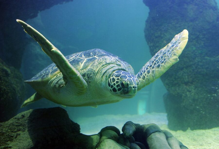 Scheveningen, The Hague: Sea Life Entry Ticket - Key highlights to plan around