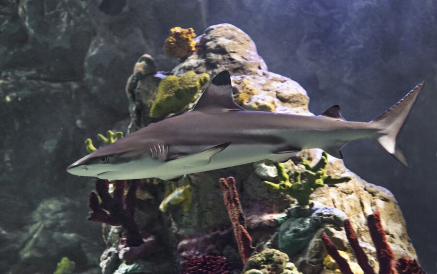 Scheveningen, The Hague: Sea Life Entry Ticket - Sea Life Scheveningen: a straightforward ocean visit in The Hague