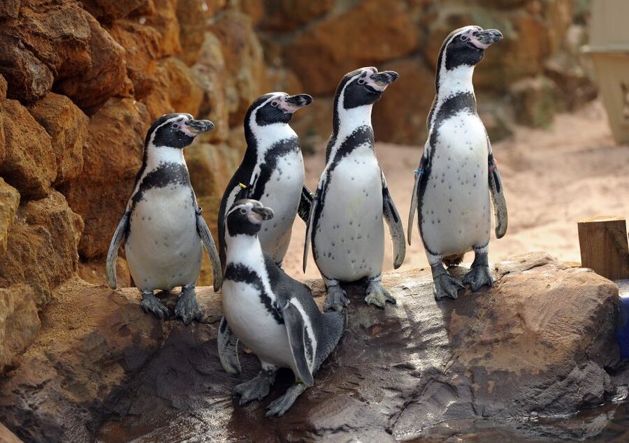 Scheveningen, The Hague: Sea Life Entry Ticket - Daily feeding sessions: use them like timing tools