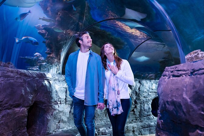 SEA LIFE Aquarium Grapevine Admission Ticket - Rock pool touch time: the hands-on part that makes memories