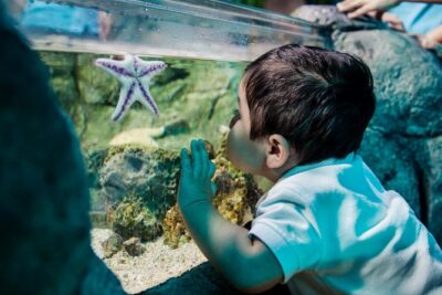 SEA LIFE Aquarium San Antonio Admission Ticket - SEA LIFE San Antonio Ocean Tunnel: the highlight route