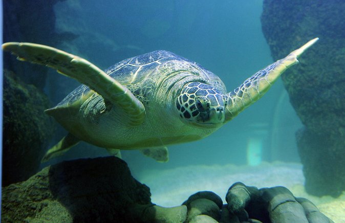 SEA LIFE Aquarium San Antonio Admission Ticket - Upgrade to LEGOLAND Discovery Center at Rivercenter: what changes