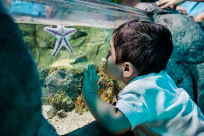 SEA LIFE Arizona Aquarium General Admission - Tickets, parking, and what you’re really paying for