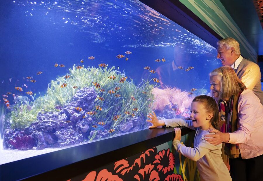 SEA LIFE Arizona Aquarium General Admission - Touch a sea star and the hands-on moments that break up the walking