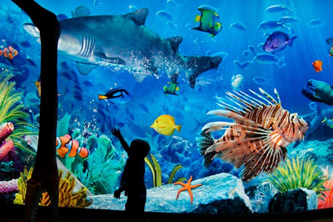 Sea Life Bangkok Ocean World Tickets - Key Highlights Before You Go