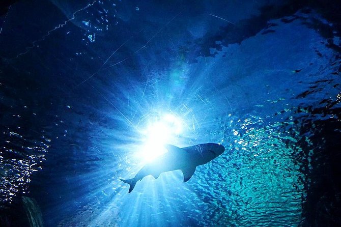 Sea Life Bangkok Ocean World Tickets - SEA LIFE Bangkok Ocean World: Seven Zones of Marine Life
