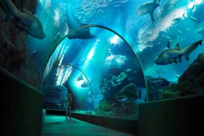 Sea Life Bangkok Ocean World Tickets - Timing Your 9:00–20:00 Entry So You Don’t Feel Rushed