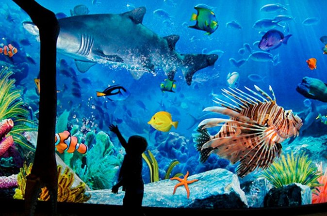 Sea Life Bangkok Ocean World Tickets - Siam Paragon Stop: Making It Feel Like a Real Bangkok Day