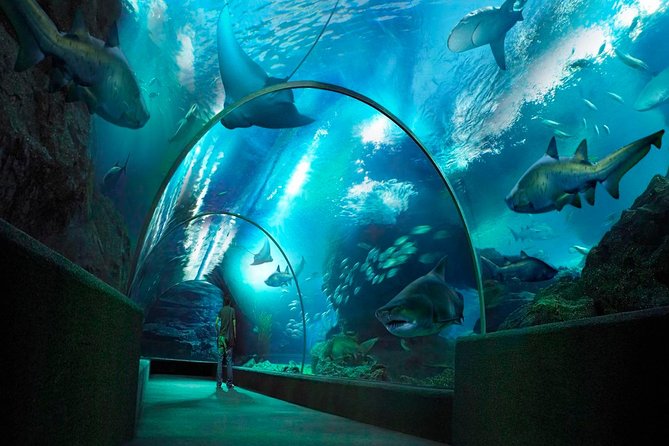 Sea Life Bangkok Ocean World Tickets - Timing Your 9:00–20:00 Entry So You Don’t Feel Rushed