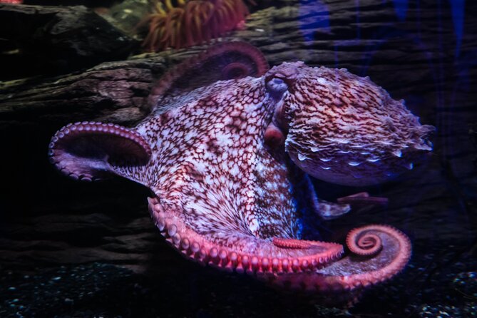 SEA LIFE Birmingham Admission Ticket - How long it takes and when to arrive for a smoother visit