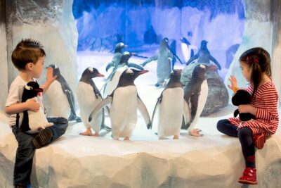 SEA LIFE Birmingham Admission Ticket - Ozzy and Ola sea otters: the exhibit that sets the tone