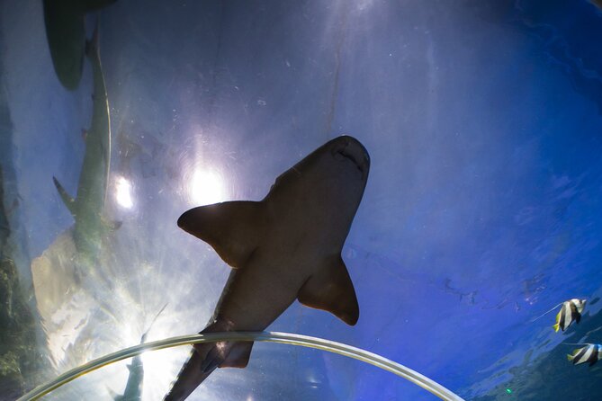 SEA LIFE Birmingham Admission Ticket - Practical tips to make your 2 hours count