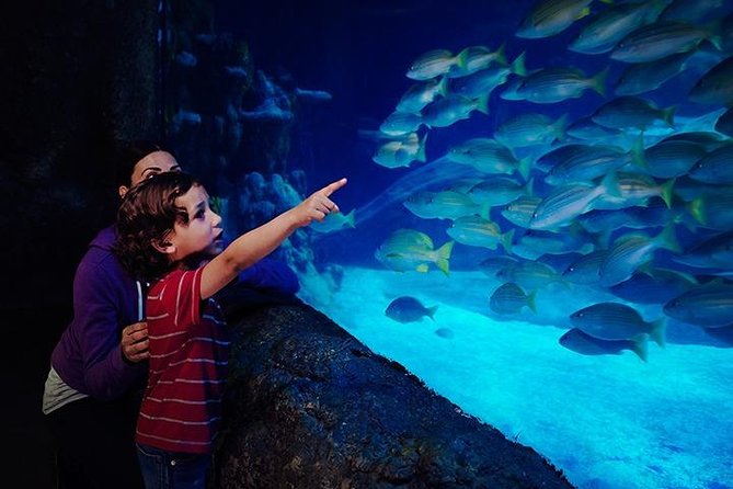 SEA LIFE Blackpool Admission Ticket - Seahorse Kingdom: Endangered Breeding With Reef-Fish Extras