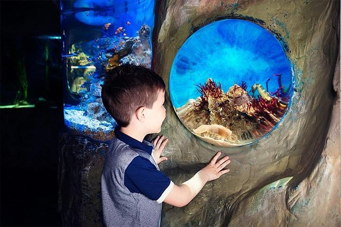 SEA LIFE Blackpool Admission Ticket - Ocean Walk-Through Tunnel and the Shark Tank Built on 25 Years