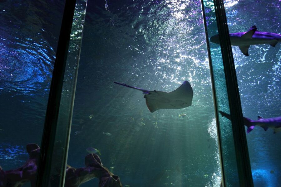 SEA LIFE Blackpool Entrance Ticket - SEA LIFE Blackpool: what this ticket really delivers