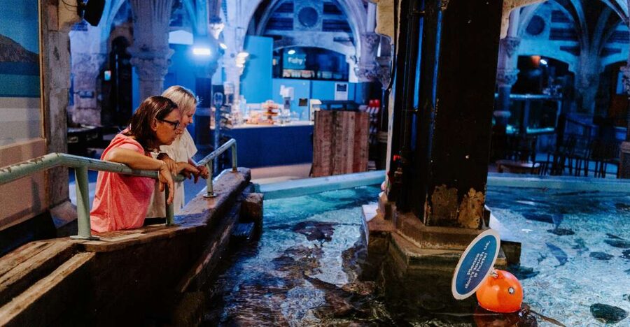 Sea Life Brighton Admission Ticket - Seahorse Nursery: Tiny Creatures, Mythical Vibes
