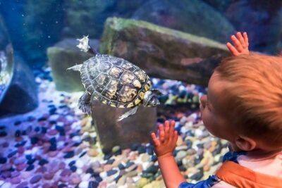 Sea Life Brighton Admission Ticket - Price and Value: One Ticket, Multiple Ocean Stops