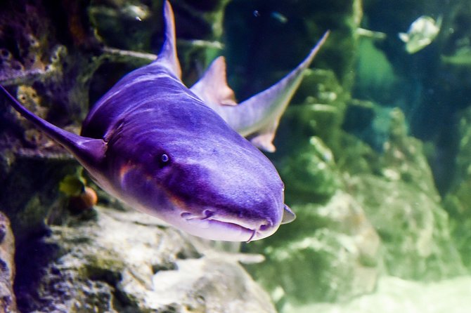 Sea Life Brighton Admission Ticket - Rainforest Adventure: The Hot, Humid Experience Zone