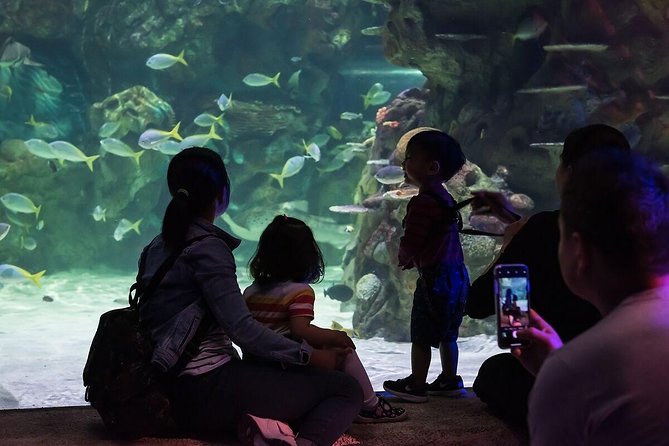 Sea Life Brighton Admission Ticket - The Underwater Tunnel and Floor-to-Ceiling Window Moment