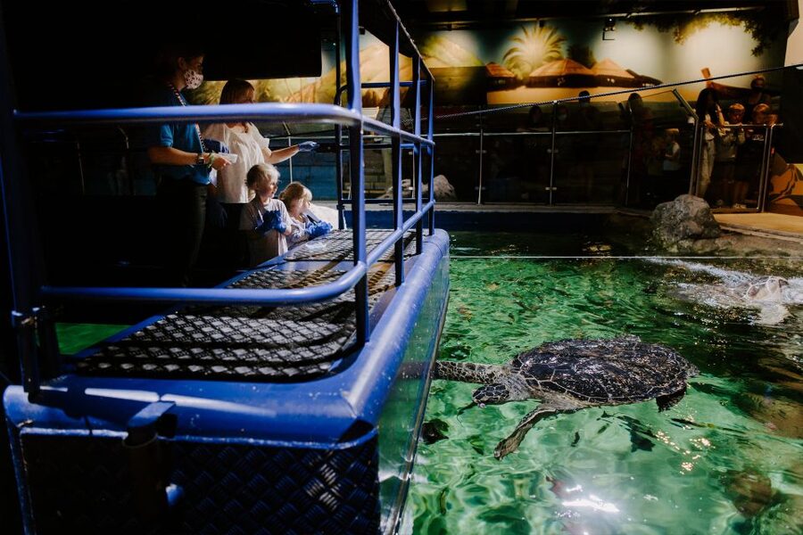Sea Life Brighton Admission Ticket - Starfish From Around the World (And Why I’d Prioritize It)