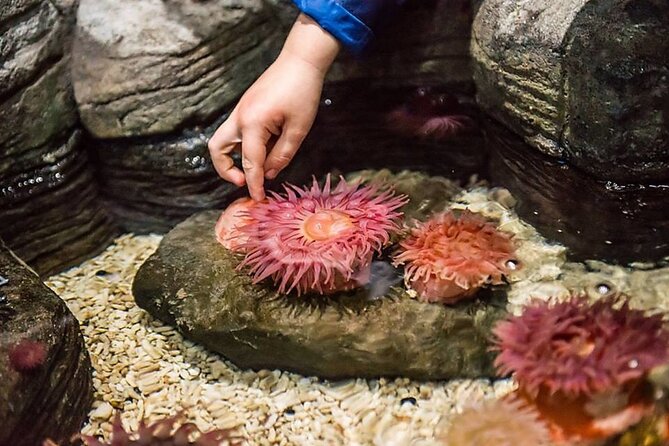 Sea Life Charlotte Concord Aquarium Admission Ticket - Live Shark and Ray Feedings: The Part You Should Time Your Walk For