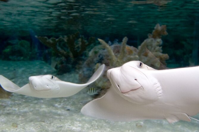Sea Life Charlotte Concord Aquarium Admission Ticket - The Interactive Quiz Trail: Turning Exhibit Time Into a Game